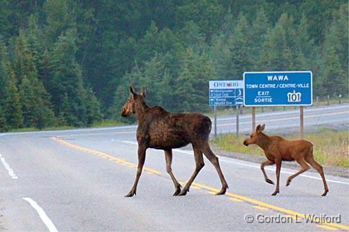 Road Hazard_02360.jpg - Photographed on the north shore of Lake Superior near Wawa, Ontario, Canada.